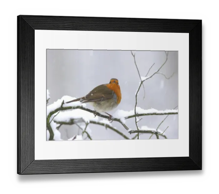 Framed Print : European Robin (Erithacus rubecula) adult, perched on snow covered twig during snowfall, Yorkshire, England, december Framed Print : European Robin (Erithacus rubecula) adult, perched on snow covered twig during snowfall, Yorkshire, England, december