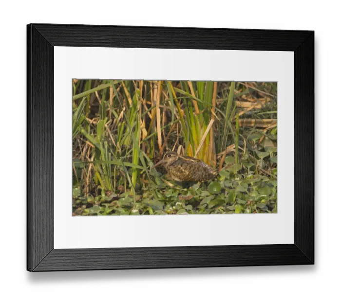 Framed Print : Greater Painted-snipe (Rostratula benghalensis) adult male, standing in wetland, India, february