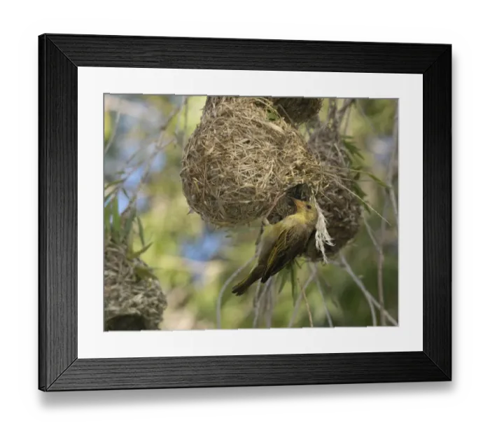 Framed Print : Cape Weaver (Ploceus capensis) adult female, hanging from nest, Zululand, KwaZulu-Natal, South Africa