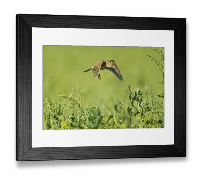 Framed Print : Skylark (Alauda arvensis) adult, in flight, hovering over nest in pea crop, Warwickshire, England, june Framed Print : Skylark (Alauda arvensis) adult, in flight, hovering over nest in pea crop, Warwickshire, England, june