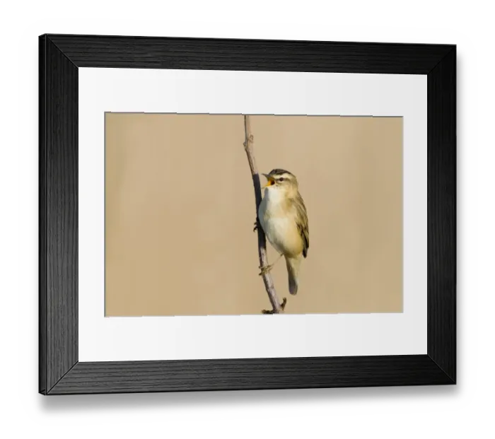 Framed Print : Sedge Warbler (Acrocephalus schoenobaenus) adult, singing, perched on twig, Cley, Norfolk, England, april Framed Print : Sedge Warbler (Acrocephalus schoenobaenus) adult, singing, perched on twig, Cley, Norfolk, England, april
