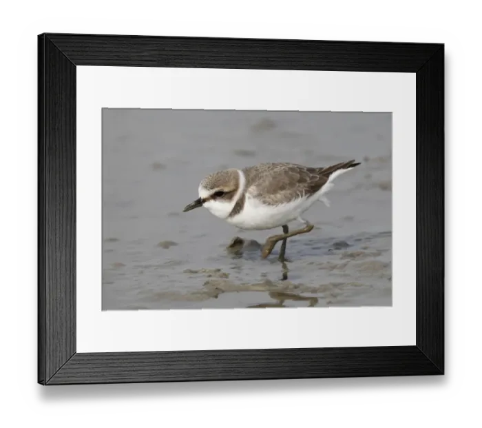 Framed Print : Kentish Plover (Charadrius alexandrinus) adult, non-breeding plumage, walking across mudflats, Mai Po Nature Reserve, Hong Kong, China, december Framed Print : Kentish Plover (Charadrius alexandrinus) adult, non-breeding plumage, walking across mudflats, Mai Po Nature Reserve, Hong Kong, China, december