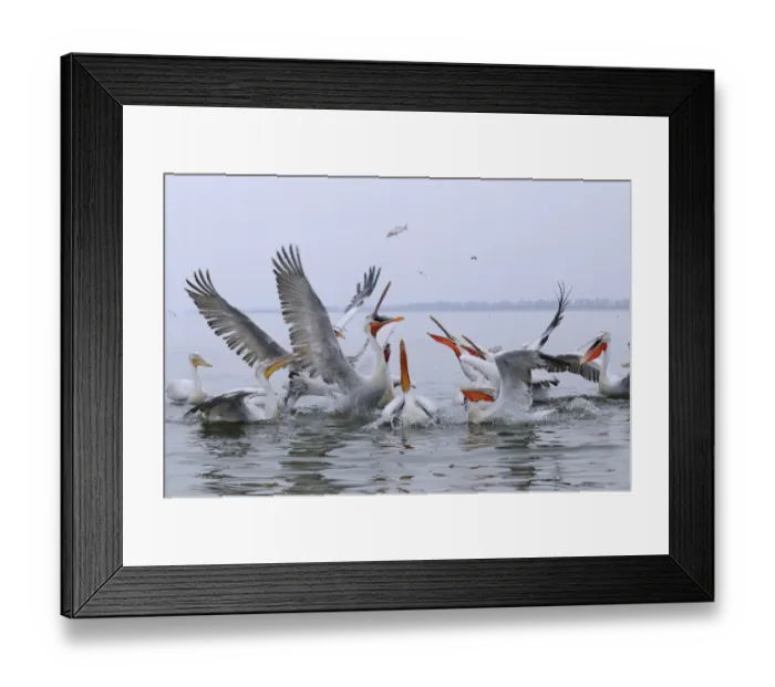 Framed Print : Dalmatian Pelican (Pelecanus crispus) adults and juveniles, group lunging at fish thrown by fisherman, Lake Kerkini, Macedonia, Greece