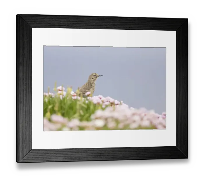 Framed Print : Rock Pipit (Anthus petrosus) adult, standing on cliff edge amongst flowering thrift, Marwick Head RSPB Reserve, Mainland, Orkney, Scotland, june Framed Print : Rock Pipit (Anthus petrosus) adult, standing on cliff edge amongst flowering thrift, Marwick Head RSPB Reserve, Mainland, Orkney, Scotland, june