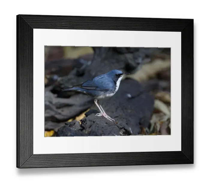 Framed Print : Siberian Blue Robin (Luscinia cyane) adult male, standing on log, Kaeng Krachan N. P. Thailand, february Framed Print : Siberian Blue Robin (Luscinia cyane) adult male, standing on log, Kaeng Krachan N. P. Thailand, february