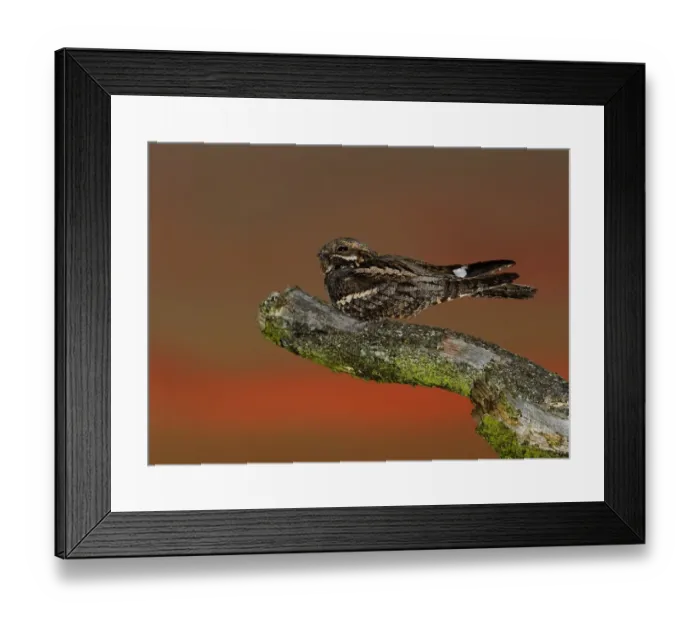 Framed Print : Eurasian Nightjar (Caprimulgus europaeus) adult male, churring on song post in heathland at dusk, North Norfolk, England, june