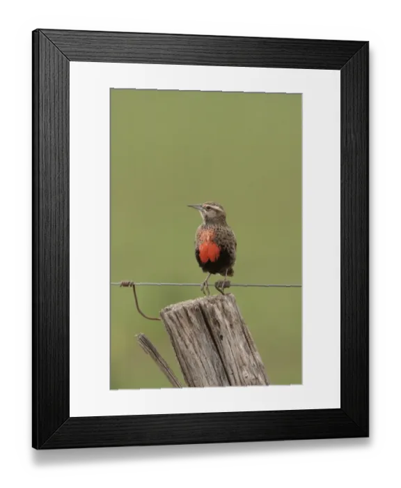 Framed Print : Long-tailed Meadowlark (Sturnella loyca) adult female, perched on wire, Bahia Blanca, Buenos Aires Province, Argentina, september Framed Print : Long-tailed Meadowlark (Sturnella loyca) adult female, perched on wire, Bahia Blanca, Buenos Aires Province, Argentina, september