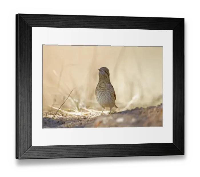 Framed Print : Eurasian Wryneck (Jynx torquilla) adult, autumn migrant, standing on ground, Northern Spain, september Framed Print : Eurasian Wryneck (Jynx torquilla) adult, autumn migrant, standing on ground, Northern Spain, september