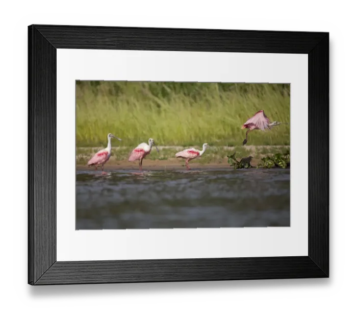Framed Print : Roseate Spoonbill (Ajaia ajaja) four adults, taking off and standing at edge of river, Paraguay River, Pantanal, Mato Grosso, Brazil