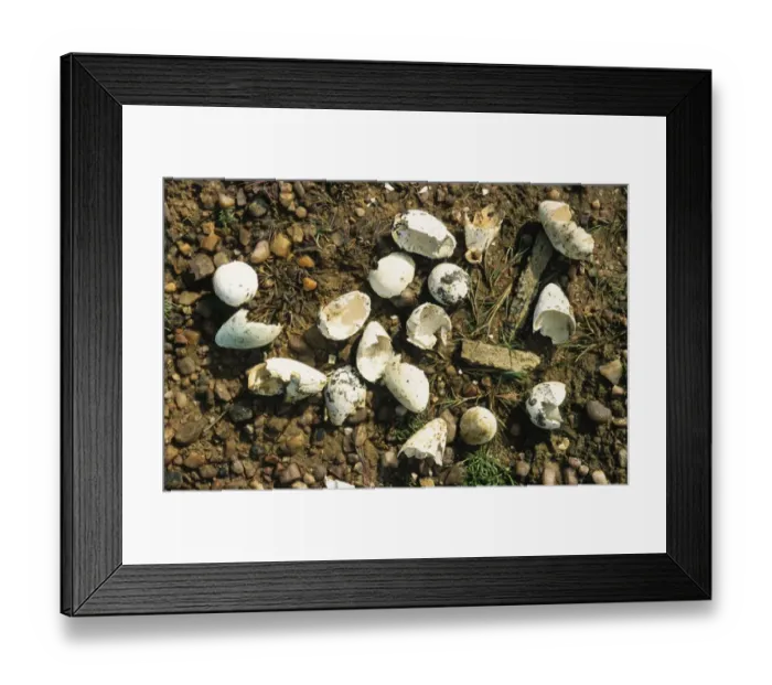 Framed Print : Razorbill (Alca torda) and Common Guillemot (Uria aalge) eggs, eaten by skua, Scotland Framed Print : Razorbill (Alca torda) and Common Guillemot (Uria aalge) eggs, eaten by skua, Scotland