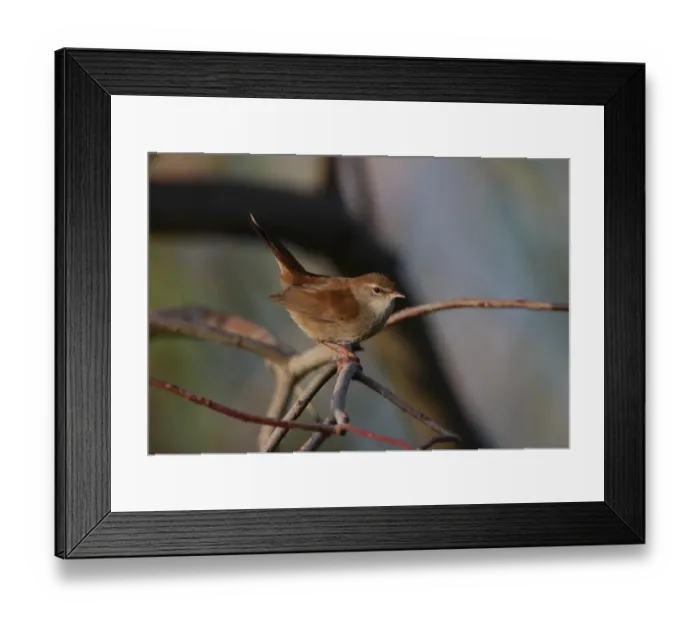 Framed Print : Cetti's Warbler (Cettia cetti) adult, perched on twig, Algarve, Portugal, april Framed Print : Cetti's Warbler (Cettia cetti) adult, perched on twig, Algarve, Portugal, april