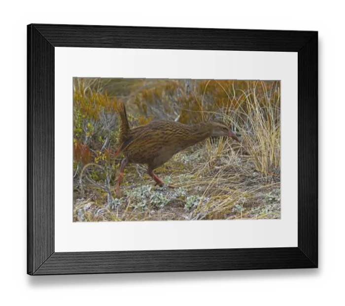 Framed Print : Weka (Gallirallus australis) adult, walking amongst vegetation, New Zealand, november Framed Print : Weka (Gallirallus australis) adult, walking amongst vegetation, New Zealand, november