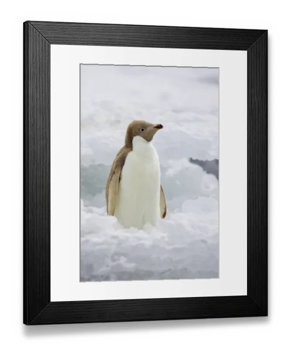Framed Print : Adelie Penguin (Pygoscelis adeliae) leucistic, adult, standing on iceberg, Brown Bluff, Antarctic Peninsula, Antarctica Framed Print : Adelie Penguin (Pygoscelis adeliae) leucistic, adult, standing on iceberg, Brown Bluff, Antarctic Peninsula, Antarctica