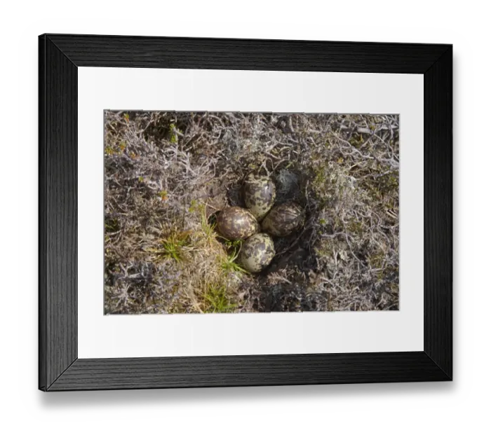 Framed Print : Eurasian Golden Plover (Pluvialis apricaria) four eggs in nest, Yell, Shetland Islands, Scotland Framed Print : Eurasian Golden Plover (Pluvialis apricaria) four eggs in nest, Yell, Shetland Islands, Scotland