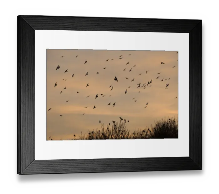 Framed Print : Wood Pigeon (Columbus palumbus) flock, in flight, arriving at winter roost, silhouetted at sunset, Cley, Norfolk, England, january