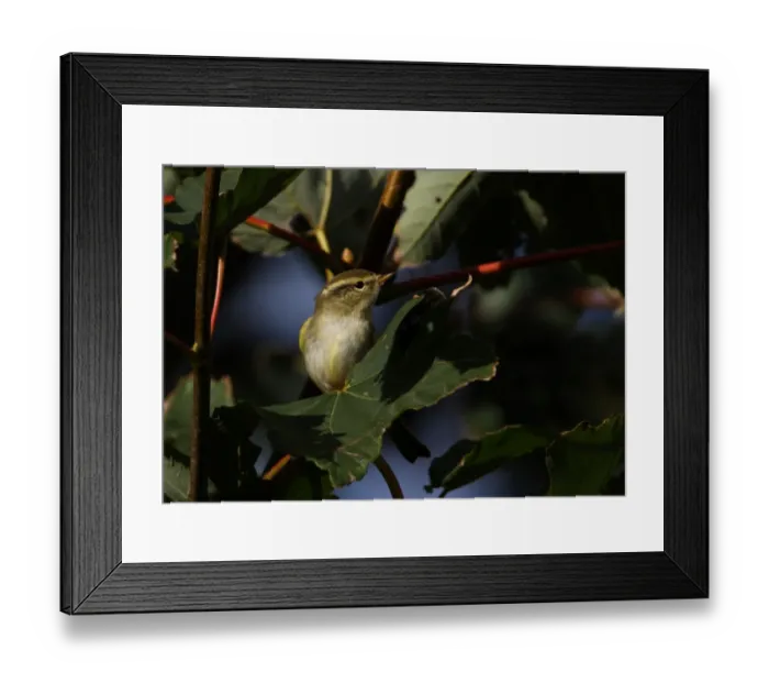 Framed Print : Yellow-browed Warbler (Phylloscopus inornatus) adult, scarce autumn vagrant, perched on sycamore leaf, Norfolk, England, october Framed Print : Yellow-browed Warbler (Phylloscopus inornatus) adult, scarce autumn vagrant, perched on sycamore leaf, Norfolk, England, october