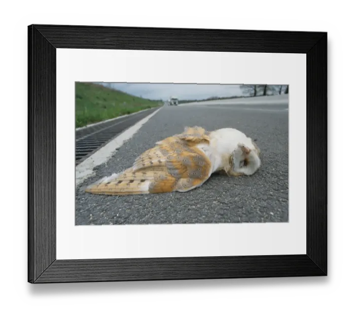 Framed Print : Barn Owl (Tyto alba) dead adult, roadkill casualty on road, South Yorkshire, England Framed Print : Barn Owl (Tyto alba) dead adult, roadkill casualty on road, South Yorkshire, England