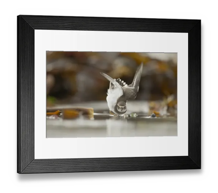 Framed Print : Ringed Plover (Charadrius hiaticula) subadult, ducking defensively as territorial adult passes just overhead, standing in shallow water on beach, Shetland Islands, Scotland, september Framed Print : Ringed Plover (Charadrius hiaticula) subadult, ducking defensively as territorial adult passes just overhead, standing in shallow water on beach, Shetland Islands, Scotland, september