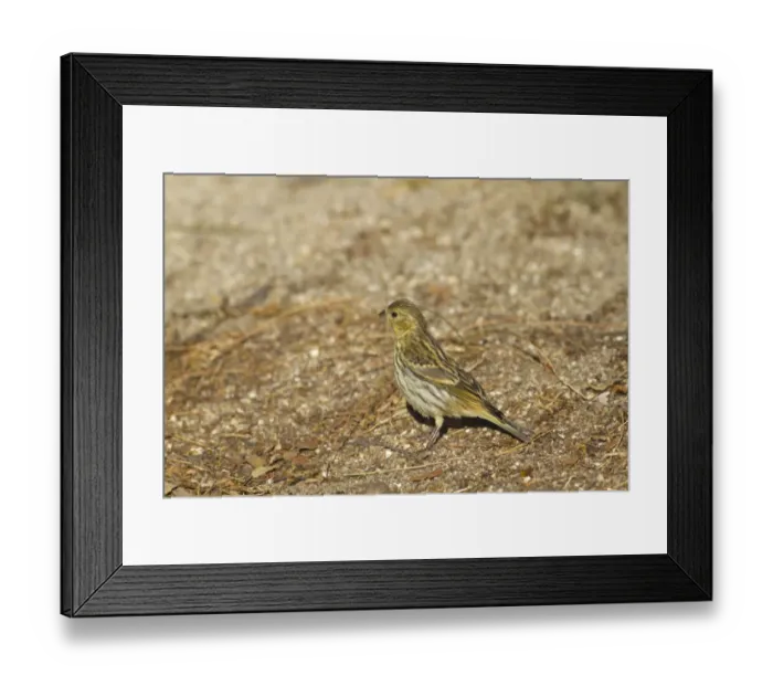 Framed Print : European Serin (Serinus serinus) immature, standing on ground, Northern Spain, july Framed Print : European Serin (Serinus serinus) immature, standing on ground, Northern Spain, july