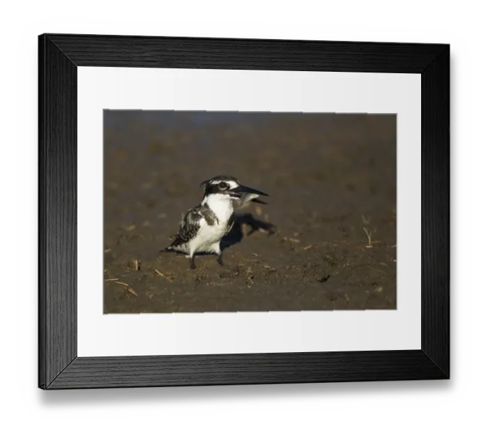 Framed Print : Pied Kingfisher (Ceryle rudis) adult, with fish prey in beak, standing on mud, Okavango Delta, Botswana Framed Print : Pied Kingfisher (Ceryle rudis) adult, with fish prey in beak, standing on mud, Okavango Delta, Botswana