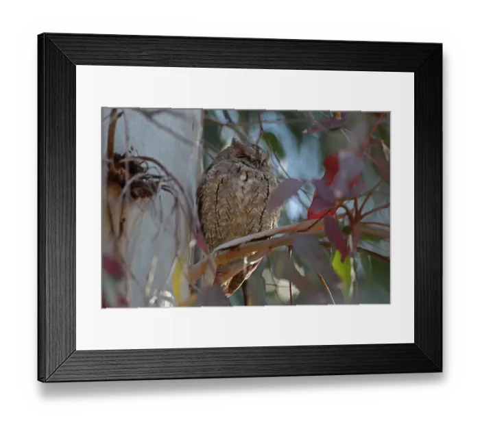Framed Print : Eurasian Scops-owl (Otus scops) adult, roosting in tree, Lesvos, Greece, april Framed Print : Eurasian Scops-owl (Otus scops) adult, roosting in tree, Lesvos, Greece, april