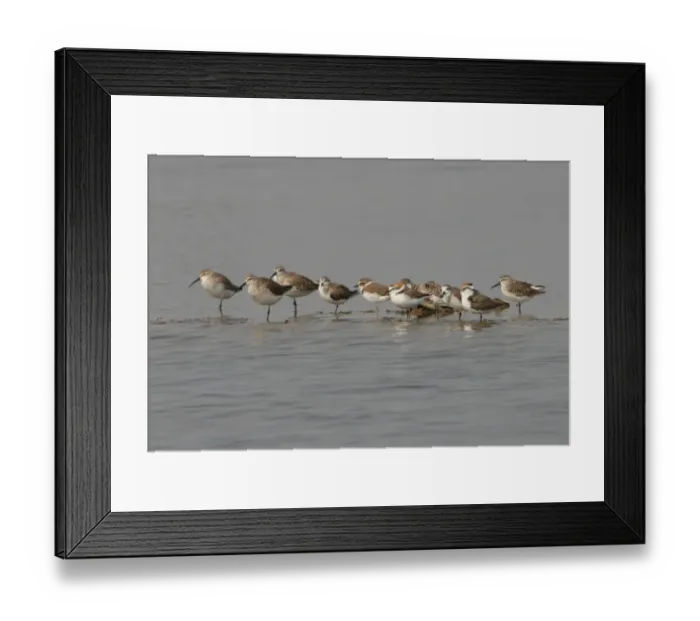 Framed Print : Curlew Sandpiper (Calidris ferruginea), Red-necked Stint (Calidris ruficollis), Kentish Plover (Charadrius alexandrinus), Spoon-billed Sandpiper (Calidris pygmeus) and Broad-billed Sandpiper (Limicola falcinellus) mixed flock Framed Print : Curlew Sandpiper (Calidris ferruginea), Red-necked Stint (Calidris ruficollis), Kentish Plover (Charadrius alexandrinus), Spoon-billed Sandpiper (Calidris pygmeus) and Broad-billed Sandpiper (Limicola falcinellus) mixed flock
