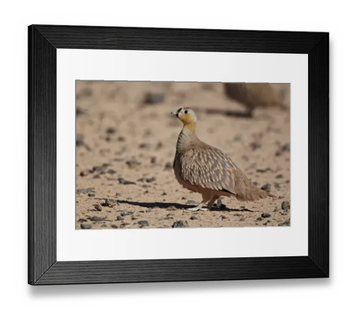 Framed Print : Crowned Sandgrouse (Pterocles coronatus) adult male, standing in desert, near Erg Chebbi, Morocco, february Framed Print : Crowned Sandgrouse (Pterocles coronatus) adult male, standing in desert, near Erg Chebbi, Morocco, february