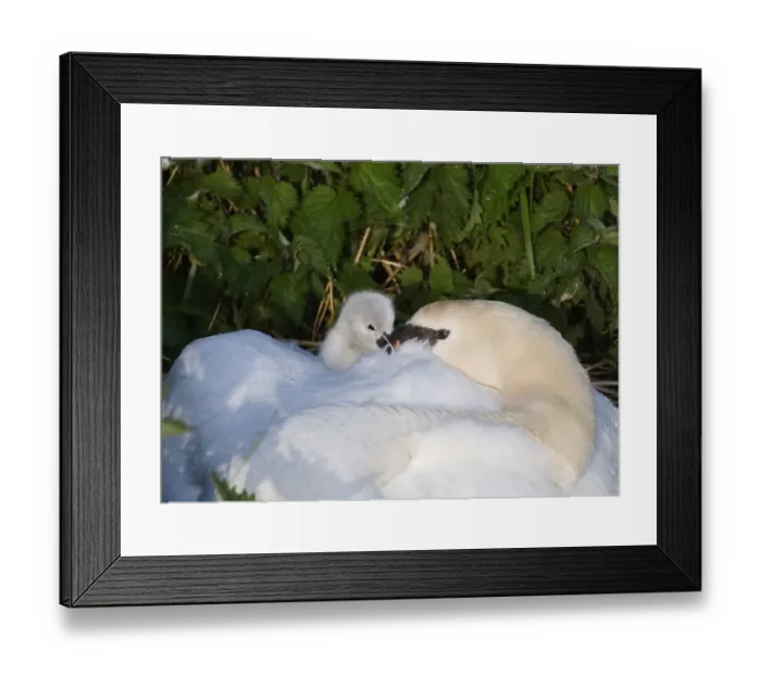 Framed Print : Mute Swan (Cygnus olor) adult, brooding day-old cygnet at nest, Cley, Norfolk, England, may Framed Print : Mute Swan (Cygnus olor) adult, brooding day-old cygnet at nest, Cley, Norfolk, England, may