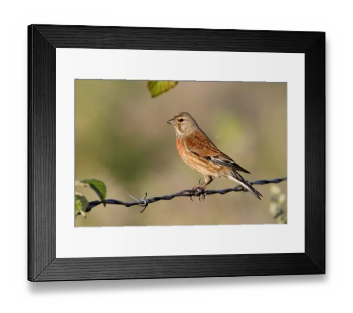 Framed Print : Eurasian Linnet (Carduelis cannabina) adult male, perched on barbed wire fence, Midlands, England, june Framed Print : Eurasian Linnet (Carduelis cannabina) adult male, perched on barbed wire fence, Midlands, England, june