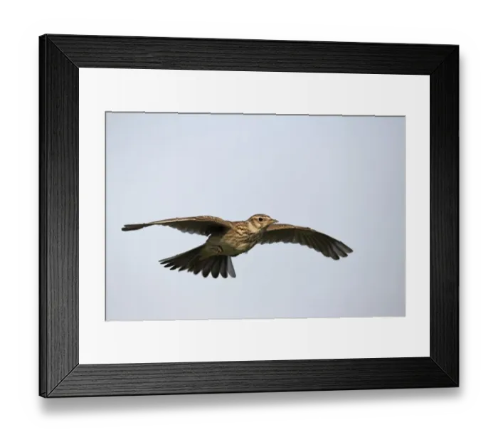 Framed Print : Skylark (Alauda arvensis) adult, in flight, Midlands, England, april