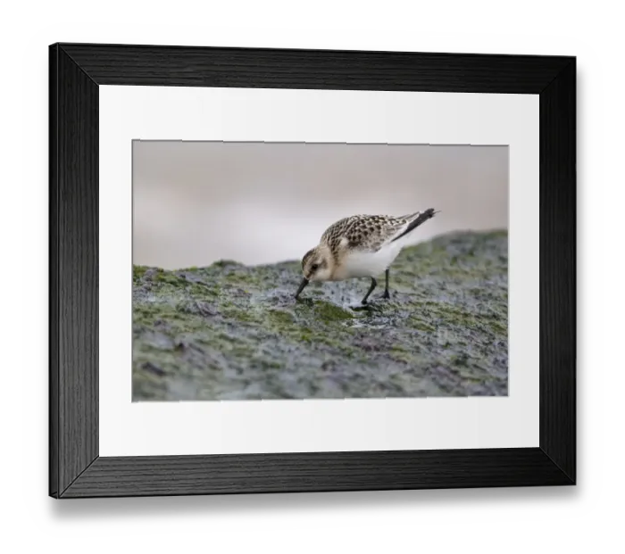 Framed Print : Sanderling (Calidris alba) juvenile, feeding on seaweed covered rock, Minsmere RSPB Reserve, Suffolk, England, september Framed Print : Sanderling (Calidris alba) juvenile, feeding on seaweed covered rock, Minsmere RSPB Reserve, Suffolk, England, september