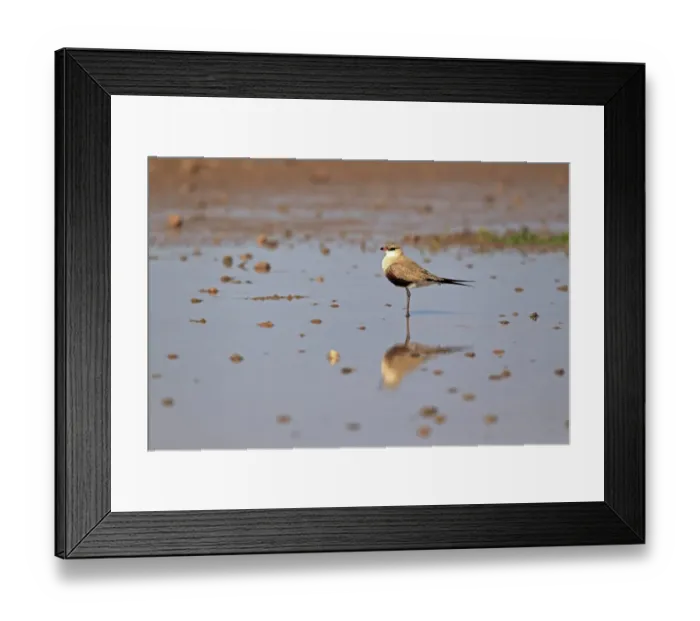 Framed Print : Australian Pratincole (Stiltia isabella) adult, standing in shallow water, Sturt N. P. New South Wales, Australia Framed Print : Australian Pratincole (Stiltia isabella) adult, standing in shallow water, Sturt N. P. New South Wales, Australia