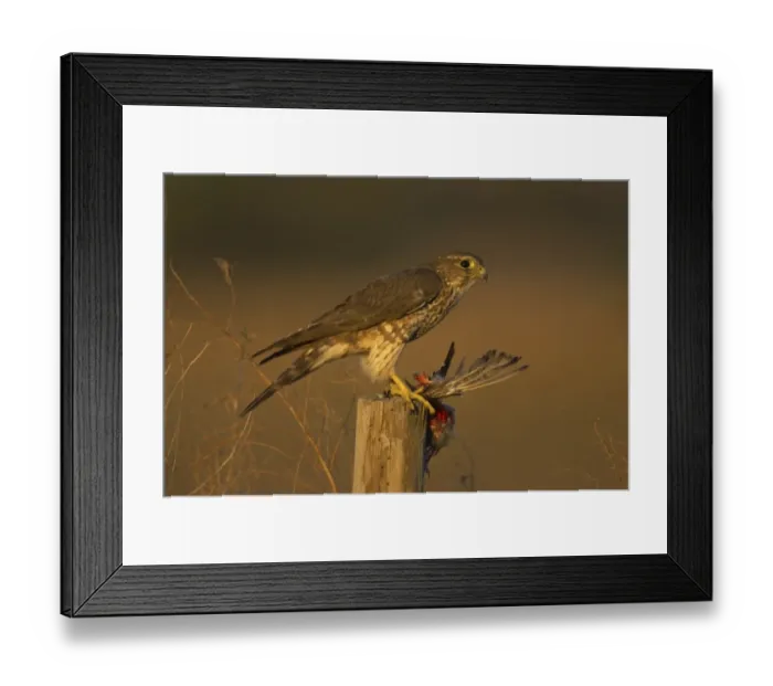 Framed Print : Merlin (Falco columbarius) adult female, feeding on bird prey, standing on post, Lake Kissimmee, Florida, U. S. A Framed Print : Merlin (Falco columbarius) adult female, feeding on bird prey, standing on post, Lake Kissimmee, Florida, U. S. A