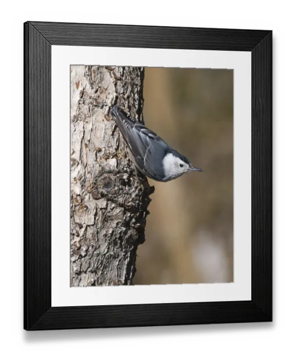 Framed Print : White-breasted Nuthatch (Sitta carolinensis) adult, clinging to bark, Scandia Crest, near Albuquerque, New Mexico, U. S. A. january Framed Print : White-breasted Nuthatch (Sitta carolinensis) adult, clinging to bark, Scandia Crest, near Albuquerque, New Mexico, U. S. A. january
