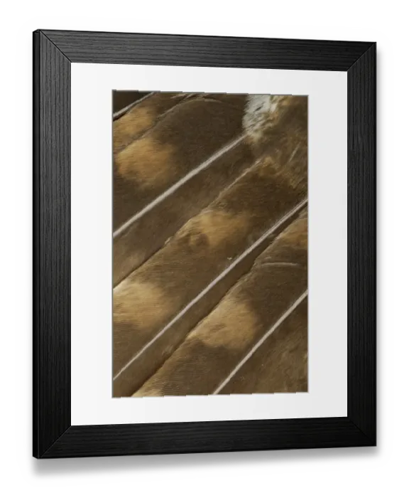 Framed Print : Tawny Owl (Strix aluco) adult, close-up of wing feathers, Sheffield, South Yorkshire, England, april Framed Print : Tawny Owl (Strix aluco) adult, close-up of wing feathers, Sheffield, South Yorkshire, England, april