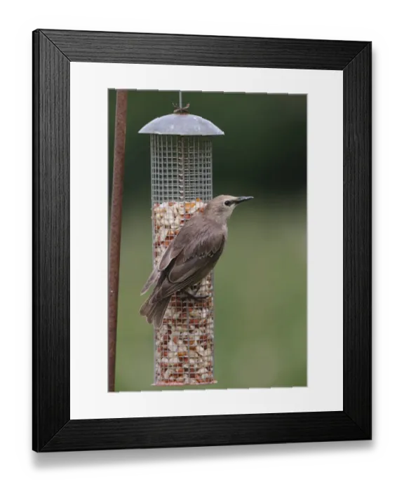 Framed Print : Common Starling (Sturnus vulgaris) juvenile, feeding at peanut feeder, Norfolk, England, august Framed Print : Common Starling (Sturnus vulgaris) juvenile, feeding at peanut feeder, Norfolk, England, august