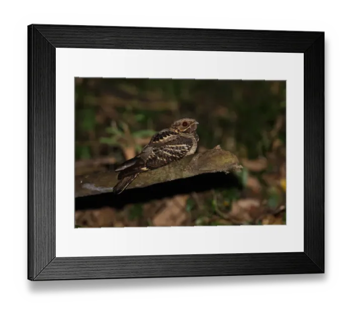 Framed Print : Large-tailed Nightjar (Caprimulgus macrurus bimaculatus) adult, sitting on fallen branch, Kaeng Krachan N. P. Thailand, november Framed Print : Large-tailed Nightjar (Caprimulgus macrurus bimaculatus) adult, sitting on fallen branch, Kaeng Krachan N. P. Thailand, november