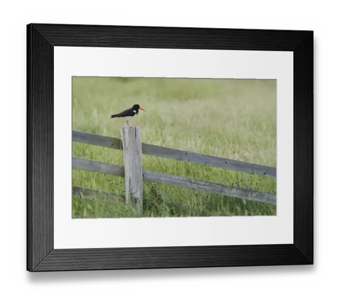Framed Print : Eurasian Oystercatcher (Haematopus ostralegus) adult, standing on fence post, North Kent Marshes, Isle of Sheppey, Kent, England, july