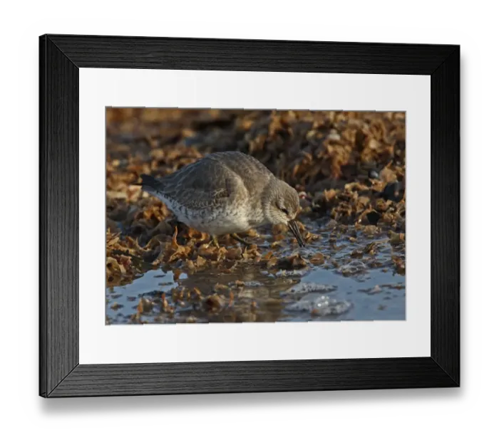Framed Print : Knot (Calidris canutus) adult, winter plumage, feeding at edge of tideline seaweed, Norfolk, England, december Framed Print : Knot (Calidris canutus) adult, winter plumage, feeding at edge of tideline seaweed, Norfolk, England, december