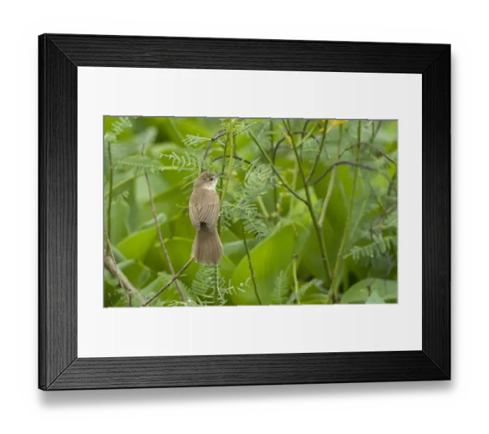 Framed Print : Clamorous Reed-warbler (Acrocephalus stentoreus) adult, perched on stem, Candaba Marsh, Luzon Island, Philippines