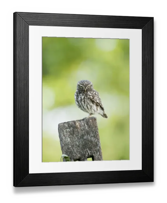 Framed Print : Little Owl (Athene noctua) adult, standing on post, Pevensey Levels, East Sussex, England Framed Print : Little Owl (Athene noctua) adult, standing on post, Pevensey Levels, East Sussex, England