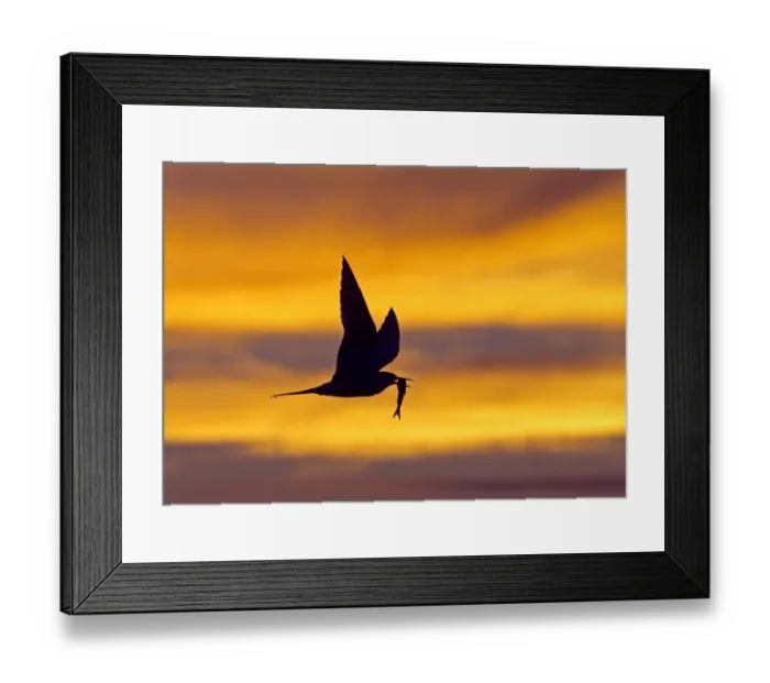 Framed Print : Common Tern (Sterna hirundo) adult, in flight with fish in beak, silhouetted at sunset, Finland, july Framed Print : Common Tern (Sterna hirundo) adult, in flight with fish in beak, silhouetted at sunset, Finland, july