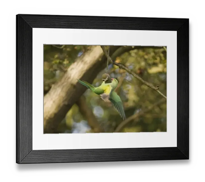 Framed Print : Rose-ringed Parakeet (Psittacula krameri) introduced species, adult female, feeding on fruit in tree, Richmond Park, London, England, october Framed Print : Rose-ringed Parakeet (Psittacula krameri) introduced species, adult female, feeding on fruit in tree, Richmond Park, London, England, october
