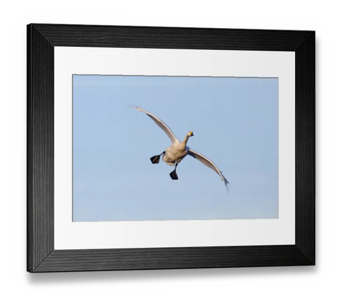 Framed Print : Bewick's Swan (Cygnus bewickii) adult, in flight, coming in to land, Slimbridge, Gloucestershire, England, winter Framed Print : Bewick's Swan (Cygnus bewickii) adult, in flight, coming in to land, Slimbridge, Gloucestershire, England, winter