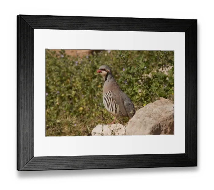 Framed Print : Chukar Partridge (Alectoris chukar) adult male, standing on rock, patrolling territory, Greece, april