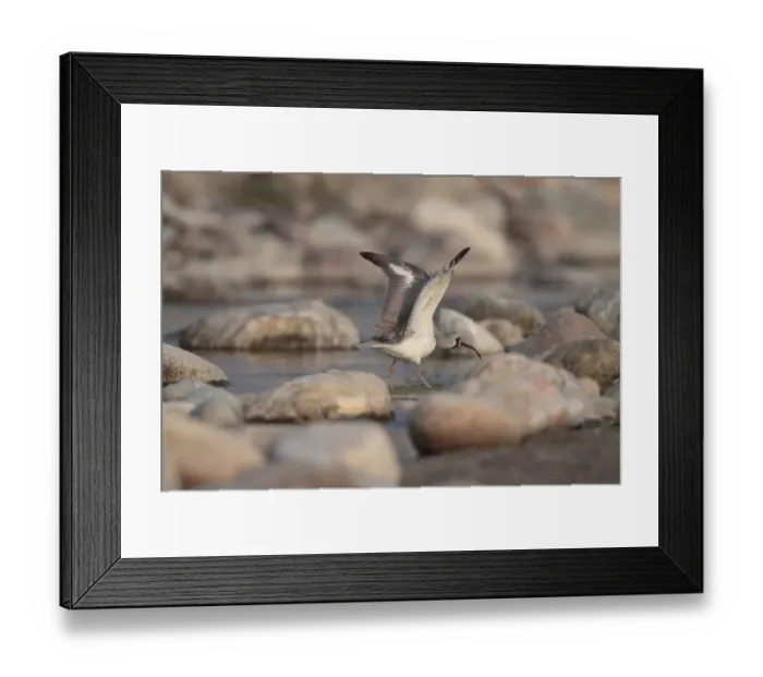 Framed Print : Ibisbill (Ibidorhyncha struthersii) adult, with wings raised, wading in shallow water, Kosi River, Corbett N. P. Uttarakhand, India, february Framed Print : Ibisbill (Ibidorhyncha struthersii) adult, with wings raised, wading in shallow water, Kosi River, Corbett N. P. Uttarakhand, India, february