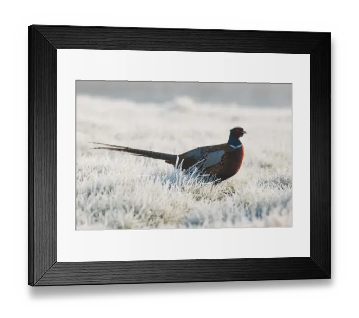 Framed Print : Common Pheasant (Phasianus colchicus) adult male, walking on frost covered grass, North Kent Marshes, Isle of Sheppey, Kent, England, march