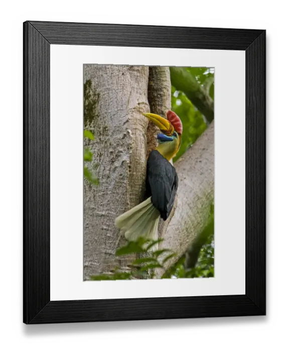 Framed Print : Knobbed Hornbill (Aceros cassidix) adult male, at entrance to nesthole in tree trunk, Tangkoko, Sulawesi, Indonesia Framed Print : Knobbed Hornbill (Aceros cassidix) adult male, at entrance to nesthole in tree trunk, Tangkoko, Sulawesi, Indonesia