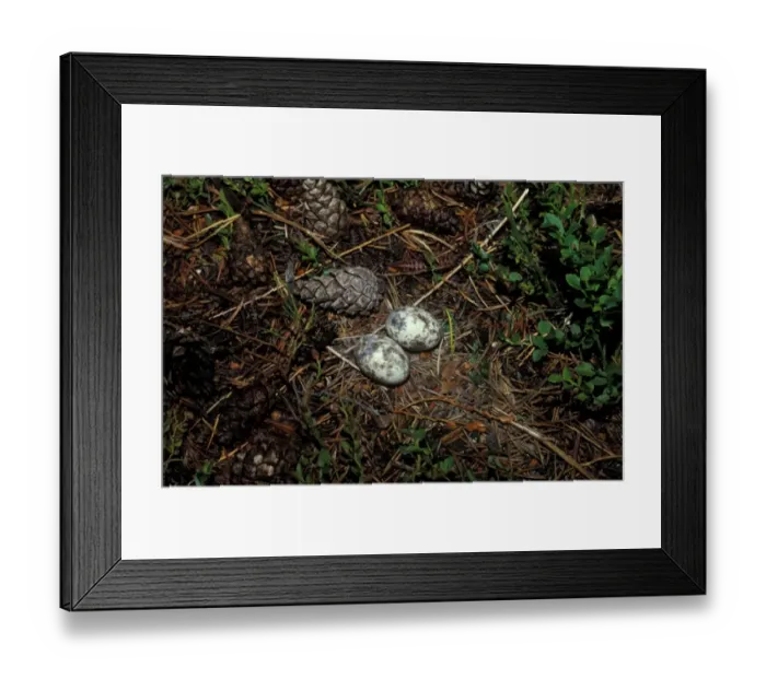 Framed Print : Eurasian Nightjar (Caprimulgus europaeus) two eggs in nest Framed Print : Eurasian Nightjar (Caprimulgus europaeus) two eggs in nest