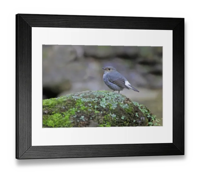Framed Print : Plumbeous Water-redstart (Rhyacornis fuliginosus) adult female, standing on rock, Sattal, Uttarakhand, India, february Framed Print : Plumbeous Water-redstart (Rhyacornis fuliginosus) adult female, standing on rock, Sattal, Uttarakhand, India, february